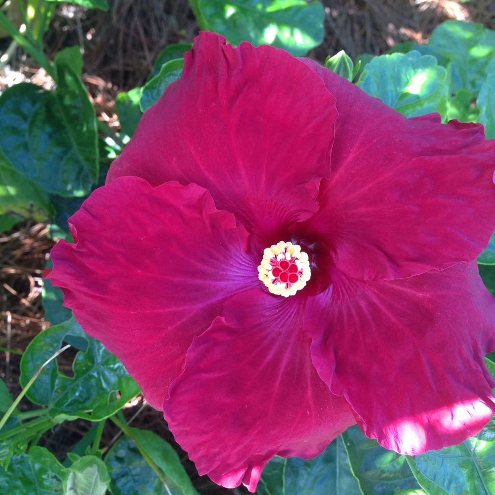 Meet your Posher, Juliana